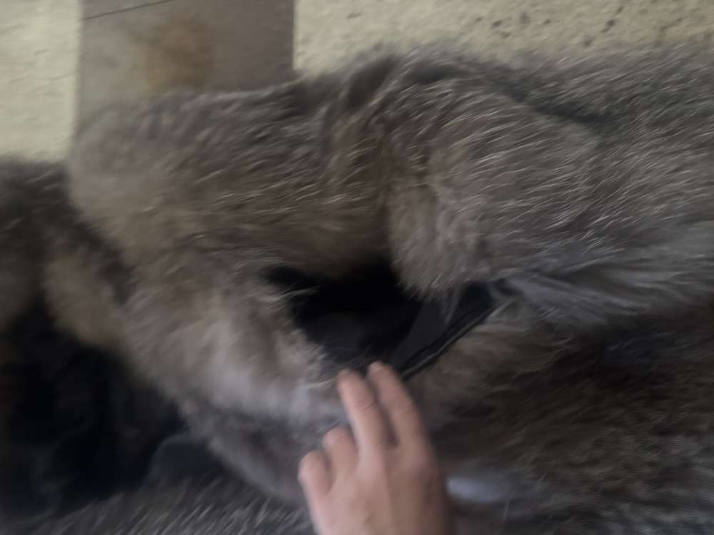 Dvojmyselný kožuch strieborní Escada